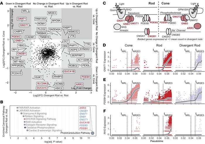 Divergent rods express a combination of rod- and cone-specific genes inv...