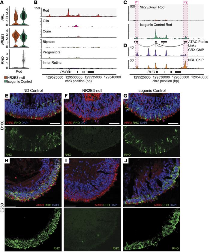 NR2E3-null rods fail to activate expression of rhodopsin.
(A) Violin plo...