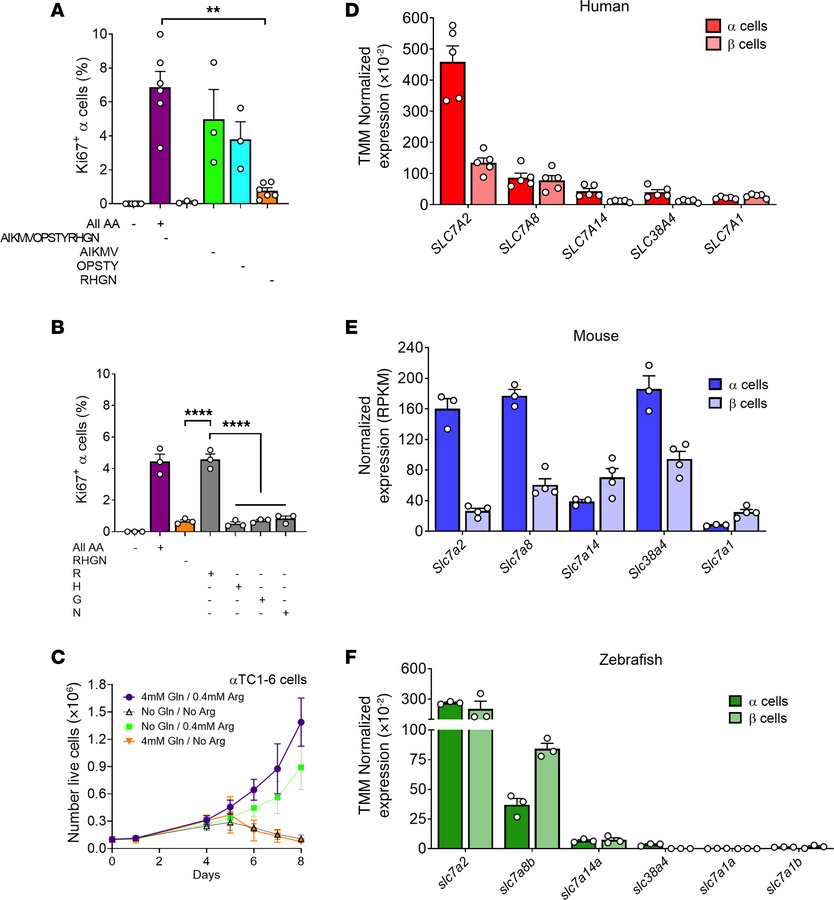Arginine stimulates α cell proliferation in cultured mouse islets and ca...
