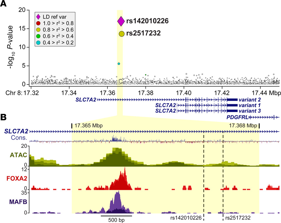 GWAS analysis of the SLC7A2 gene locus identifies SNPs associated with H...