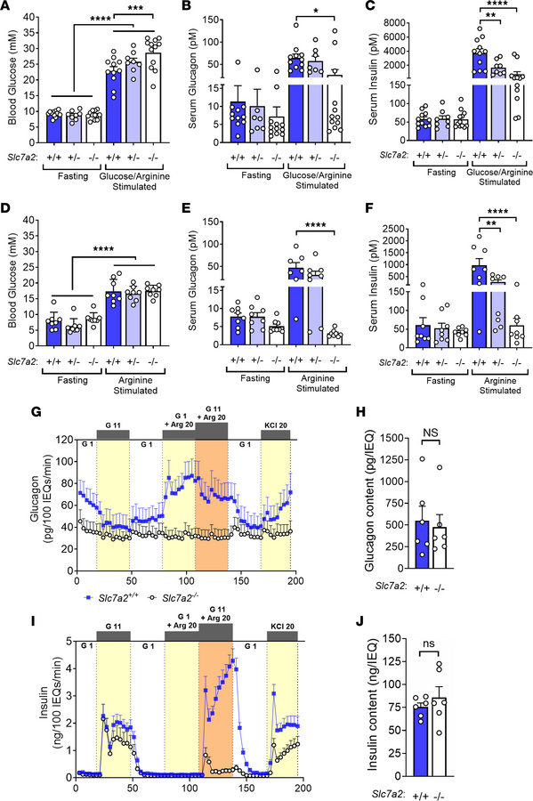 
Slc7a2–/– mice have decreased glucagon and insulin secretion under high...
