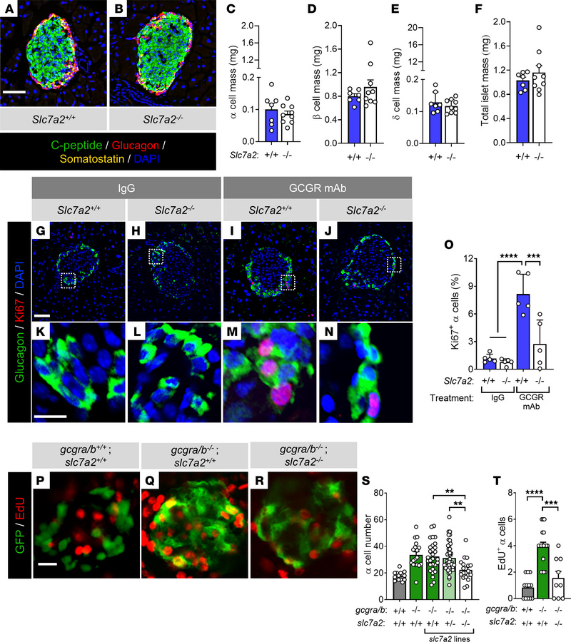 SLC7A2 is required for α cell proliferation in response to interrupted g...