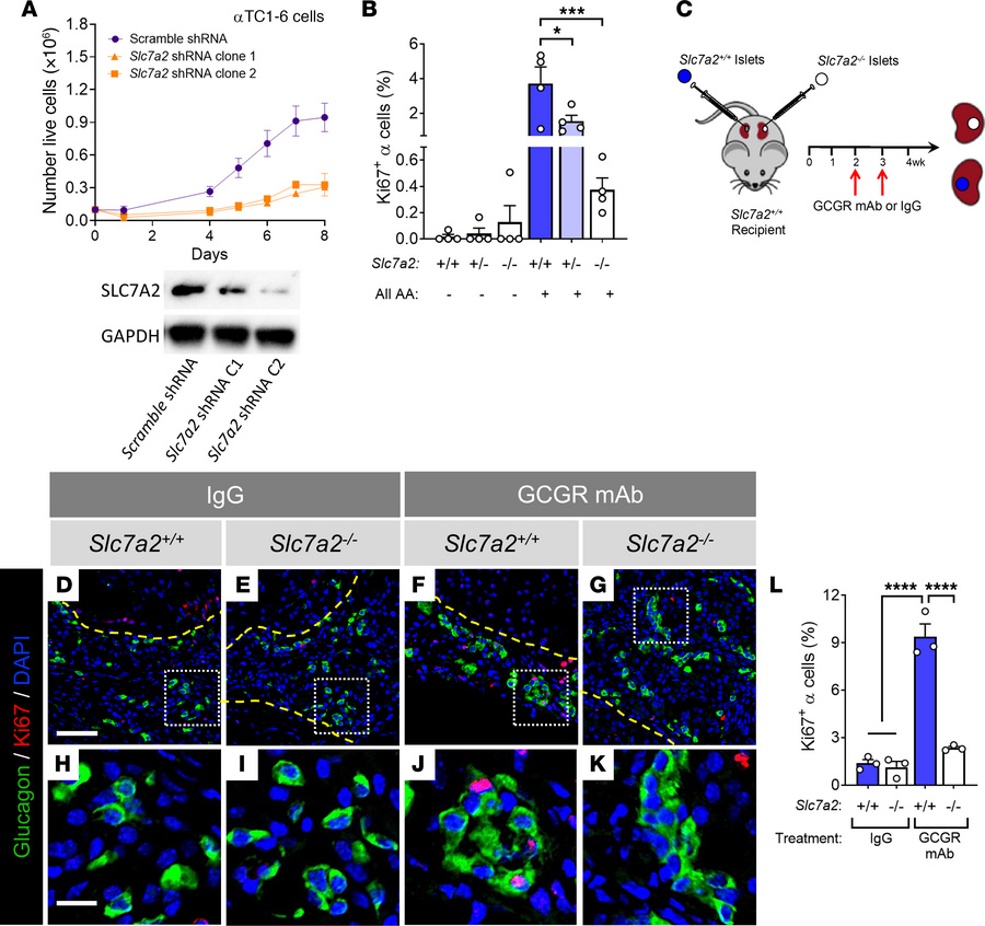 SLC7A2-dependent stimulated α cell proliferation is islet autonomous.
(A...