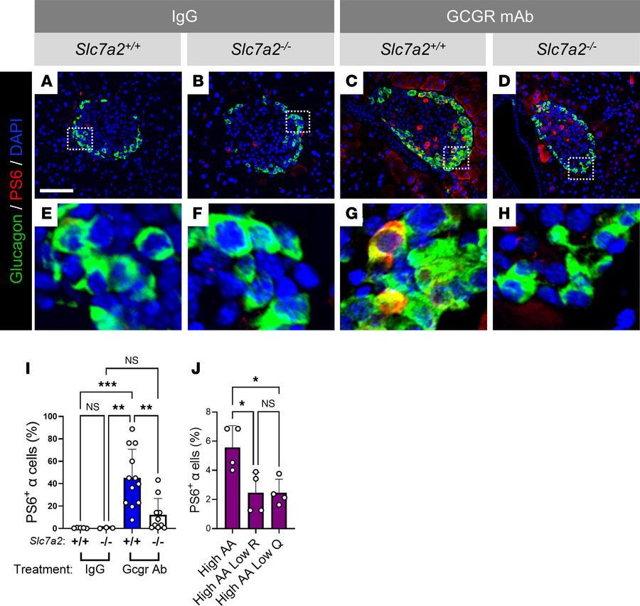 Arginine and SLC7A2 regulate mTORC1 activity.
(A–D) Immunostaining of GC...
