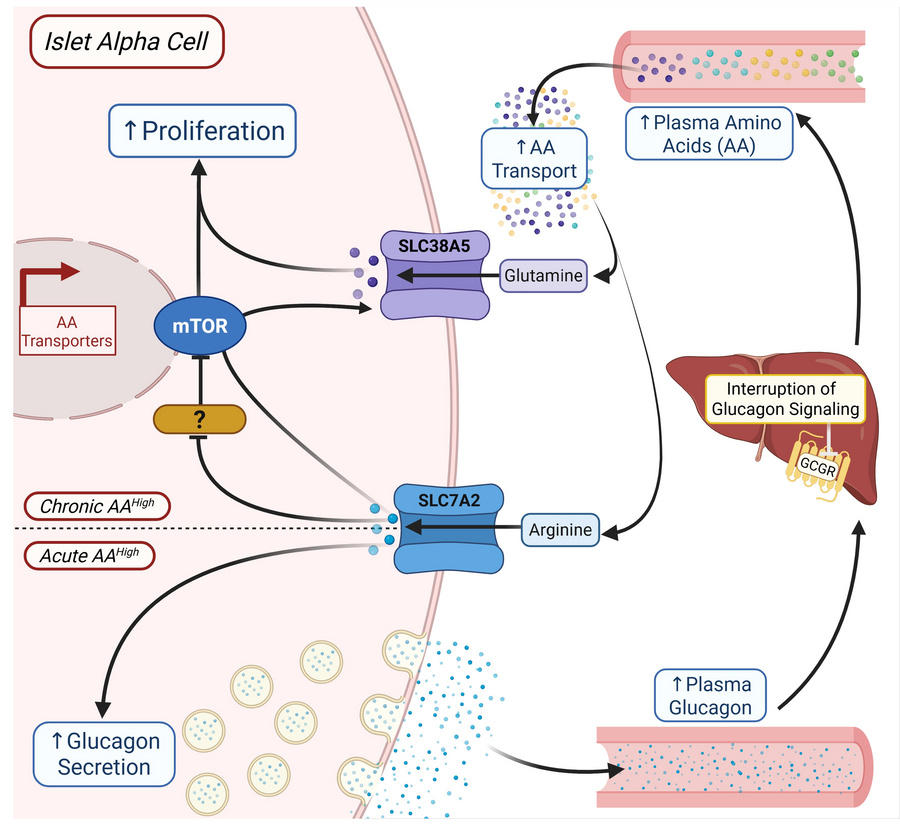 Model of α cell response to elevated amino acids during interrupted gluc...