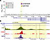 GWAS analysis of the SLC7A2 gene locus identifies SNPs associated with HbA1