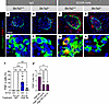 Arginine and SLC7A2 regulate mTORC1 activity.