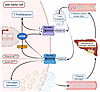 Model of α cell response to elevated amino acids during interrupted glucago