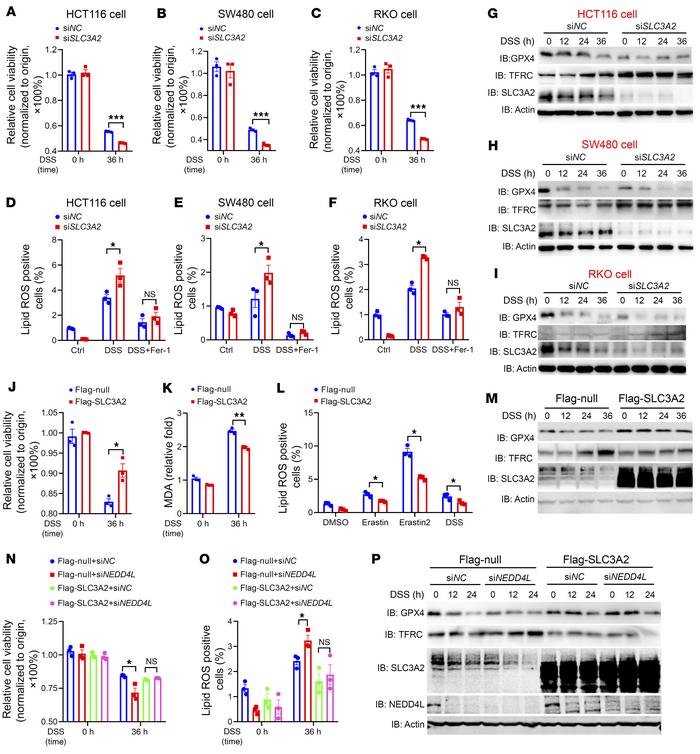 SLC3A2 negatively regulates ferroptosis.
(A–C) The multiple cell lines, ...