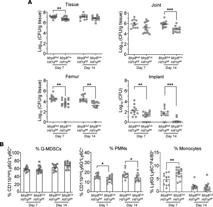 
Mrp8Hif1a conditional KO mice exhibit improved infection outcomes.
Mrp8...