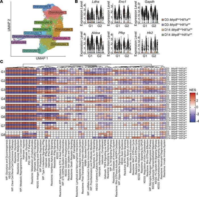 Conditional Hif1a deletion in granulocytes significantly attenuates the ...