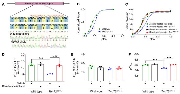 Administration of risedronate improves force generation in TnnTK210+/– p...