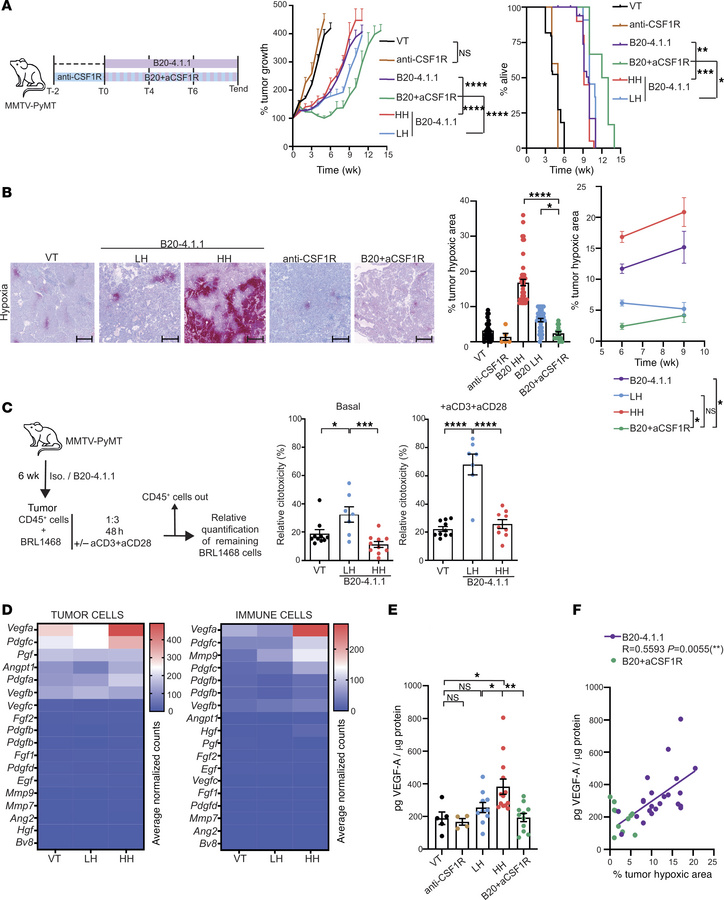 TAM depletion suppresses late hypoxia and angiogenic compensation and re...