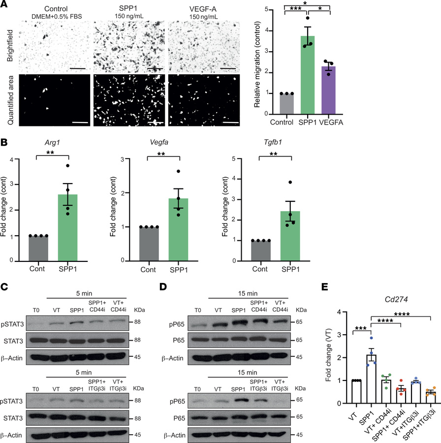 Extracellular osteopontin reprograms macrophages through CD44/integrin B...