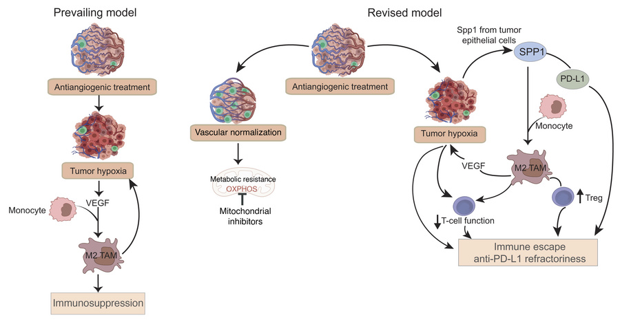 Proposed model of resistance to hypoxia-inducing antiangiogenics.
Schema...