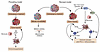 Proposed model of resistance to hypoxia-inducing antiangiogenics.