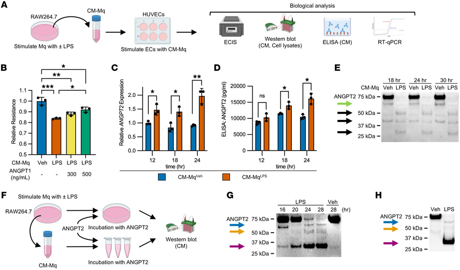 Conditioned media from activated macrophages processes ANGPT2 into disti...