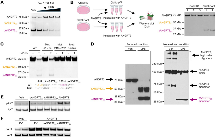 Cathepsin K is responsible for cleaving ANGPT2 into Tie2 antagonistic fr...