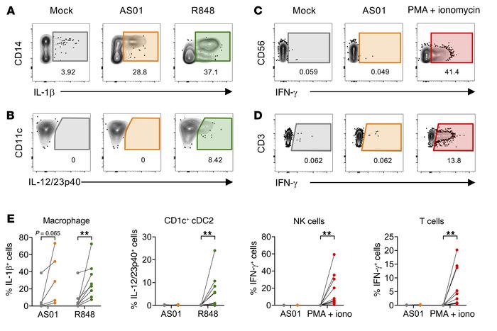Macrophages produce IL-1β in response to AS01 in vitro, but downstream c...