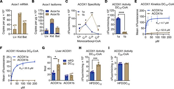 ACOX1a is required for peroxisomal generation of succinyl-CoA from DC12....