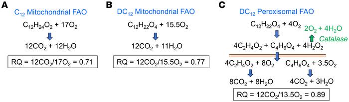 Respiratory quotients of 12-carbon fatty acids.
(A) The respiratory quot...