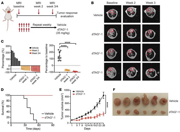 KRASG12V degradation abolishes tumor growth h in KRASG12V-driven murine ...