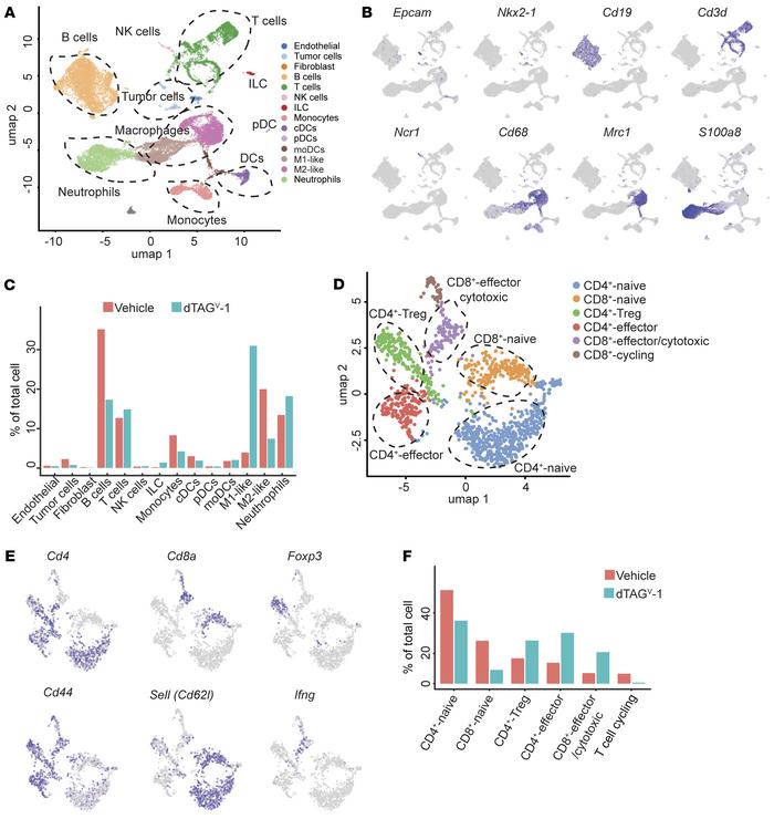 scRNA-Seq reveals that KRASG12V degradation reprograms the TME to promot...