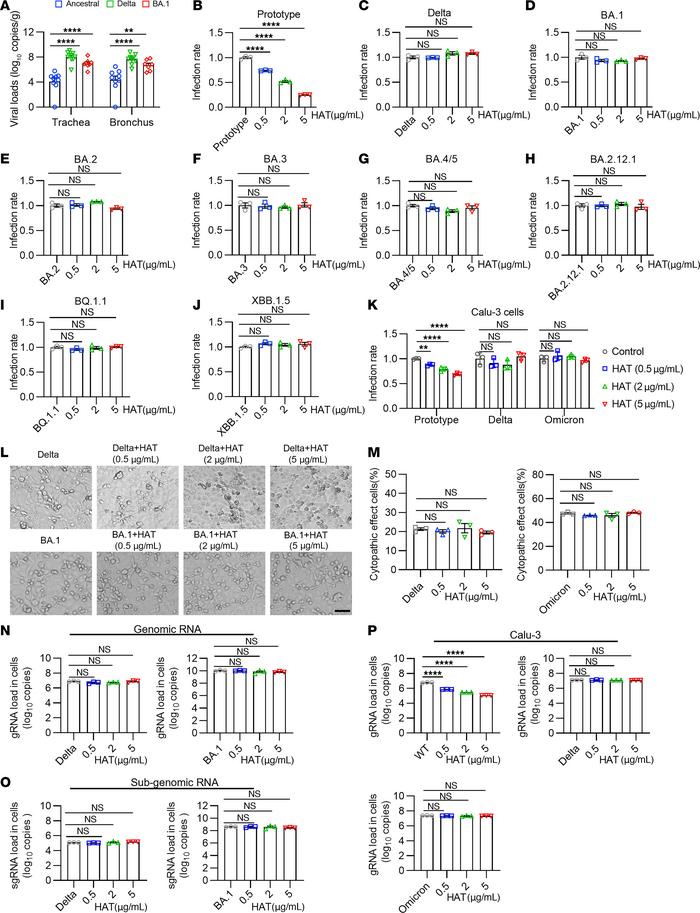 Delta and Omicron variants resist the HAT-induced antiviral effects.
(A)...