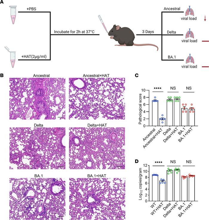 The effect of HAT on the infectivity of ancestral SARS-CoV-2, Delta, and...