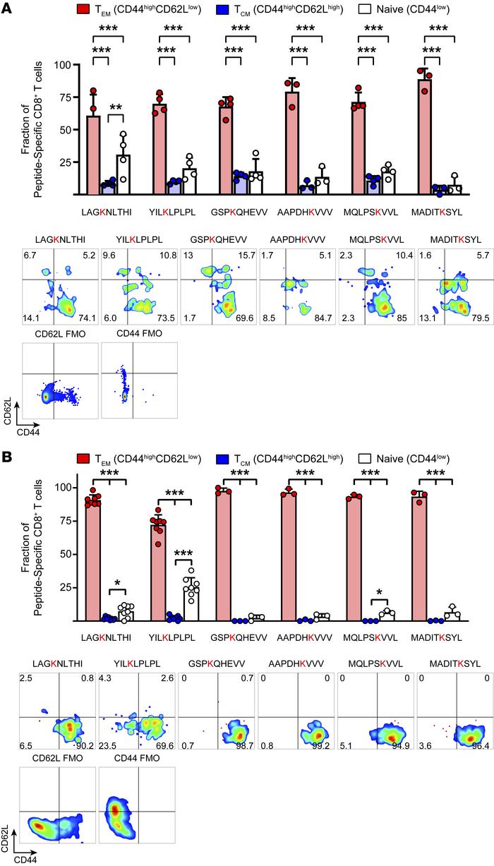 CD8+ T cells recognizing IsoLG-adducted peptides are predominantly memor...