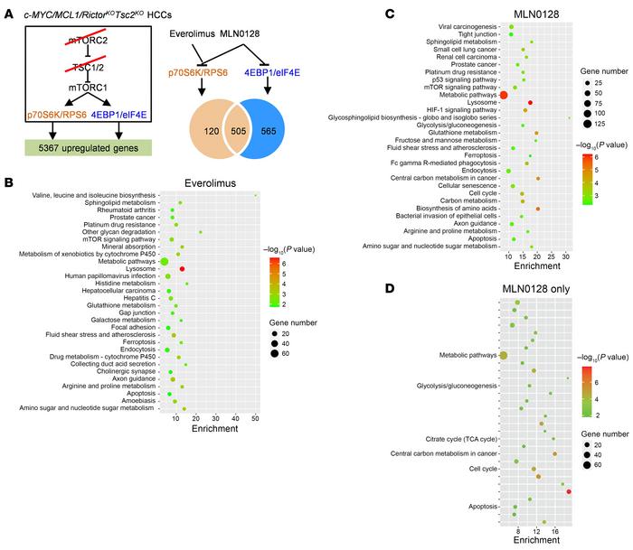 Analysis of p70S6K/RPS6 and 4EBP1/eIF4E downstream target genes.
(A) Stu...