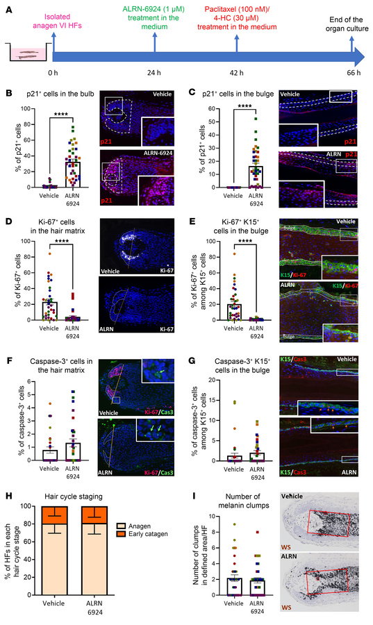 Effect of ALRN-6924 on organ-cultured, microdissected human HFs.
(A) Exp...
