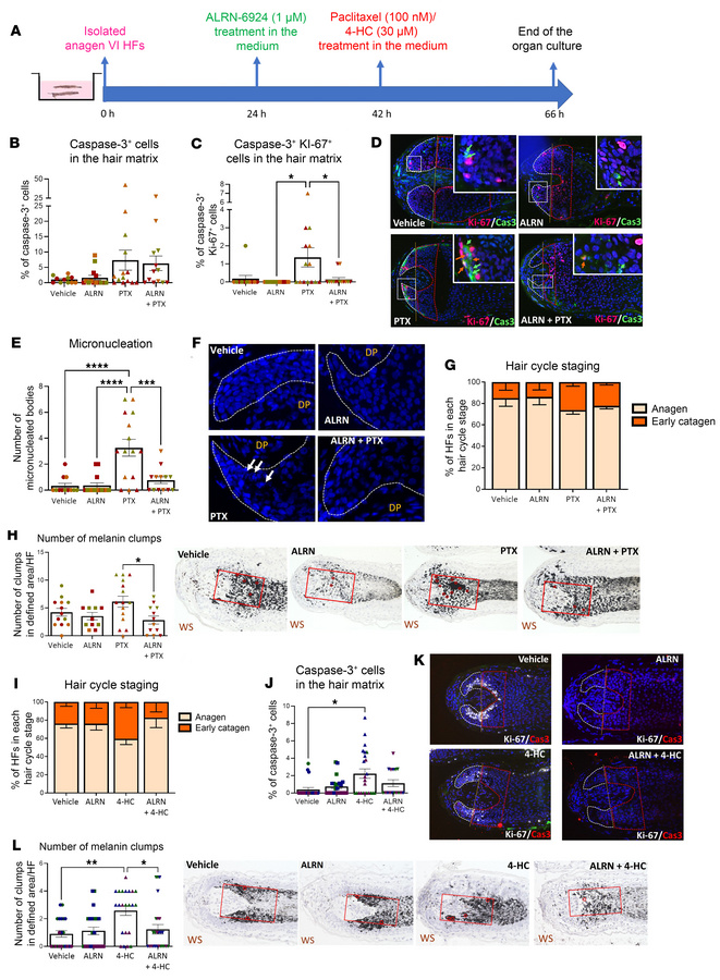 ALRN-6924 reduces PTX- or 4-HC–induced damage of the anagen hair matrix ...