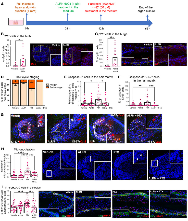 ALRN-6924 promotes dystrophic anagen and protects human HF from PTX-indu...