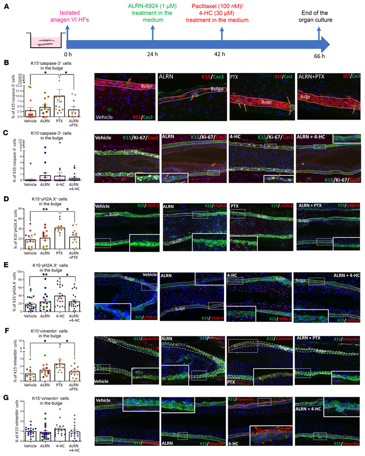 ALRN-6924 protects human eHFSCs from chemotherapy-induced DNA damage and...