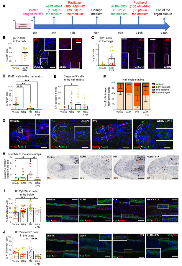 Extended exposure to ALRN-6924 does not promote cytotoxicity and still p...