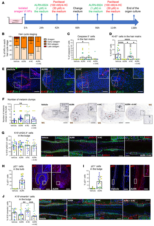 Extended exposure to ALRN-6924 does not promote cytotoxicity and still p...