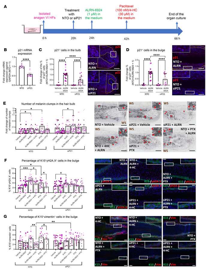 The CIA-protecting effect of ALRN-6924 is promoted via p21-mediated cell...
