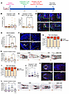 ALRN-6924 reduces PTX- or 4-HC–induced damage of the anagen hair matrix and