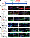 ALRN-6924 protects human eHFSCs from chemotherapy-induced DNA damage and pa