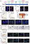 Extended exposure to ALRN-6924 does not promote cytotoxicity and still prev