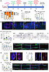 Extended exposure to ALRN-6924 does not promote cytotoxicity and still prev