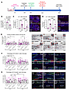The CIA-protecting effect of ALRN-6924 is promoted via p21-mediated cell cy