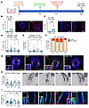 Topically applied ALRN-6924 promotes dystrophic anagen and protects human H