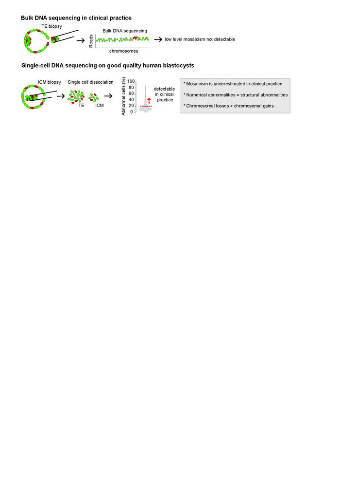 Jci single cell dna sequencing reveals a high incidence of