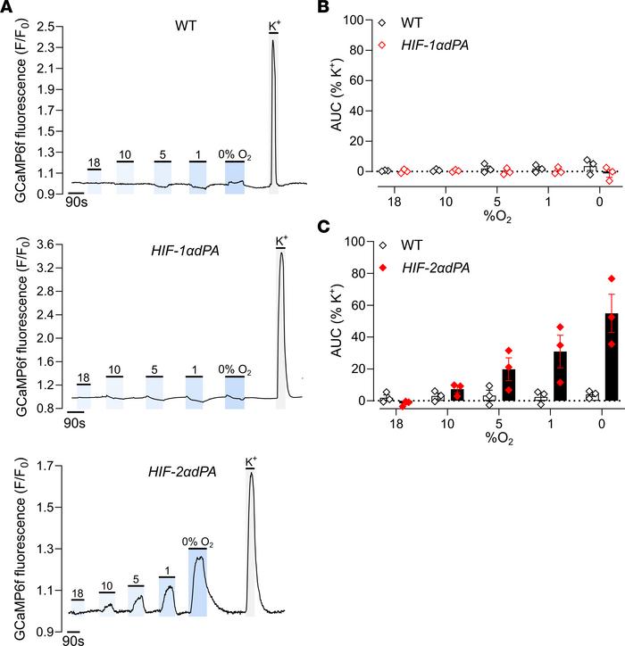 Oxygen chemosensitivity in WT, HIF-1αdPA (HIF-1αdPAfl/+;Ai95fl/+;ThCre),...