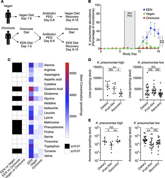 A defined formula diet favors K. pneumoniae growth in humans.
(A) Diagra...