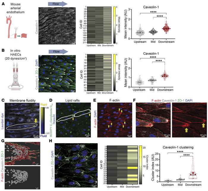 Membrane polarization and caveolin-1–enriched microdomains in aortic ECs...
