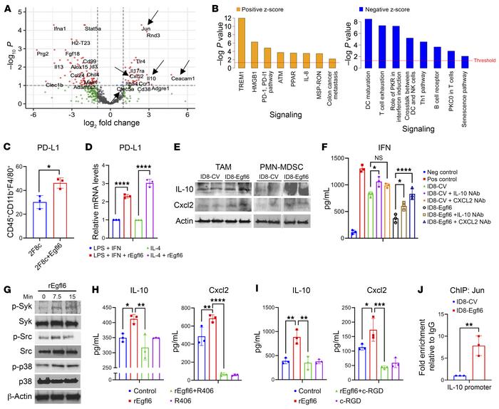 IL-10 and Cxcl2 mediate Egfl6 antitumor immunosuppression.
(A) Volcano p...