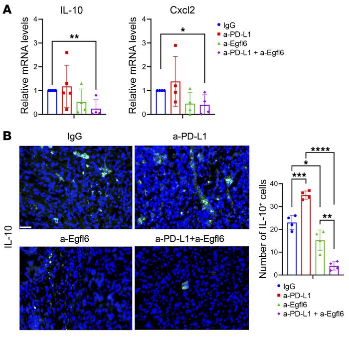 Combined treatment of a-Egfl6- and anti-PD-L1 reduced IL-10 and Cxcl2 ex...